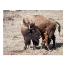 Bison nouveau-né carte postale