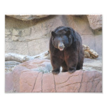 Black Bear Photographic Print