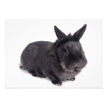 black rabbit bristol