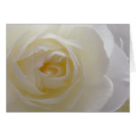 Blanc rose de carte de voeux de fleur de carte de 