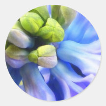 Blauwe Hortensia Stickers