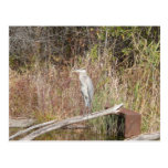 Blauwe Reiger Wenskaart