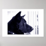 Bleu vrai affiches