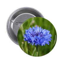 Bleuet bleu simple dans le pré anglais vert badge