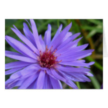 Bleuet Carte