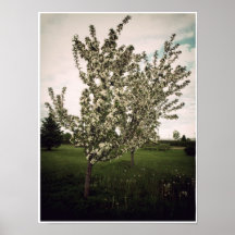 Bloeiende Boom op Canvas Afdruk
