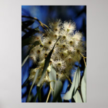 Bloeiende Gomboom Posters