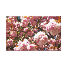 Bloeiende Kers Canvas Prints