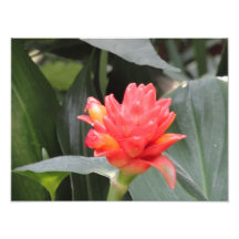 bloem foto