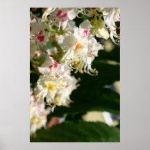 Bloem Plaat