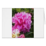 Bloem van de Kaart van de nota de Mooie Roze