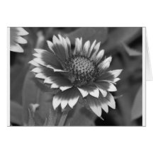 bloemen en mussen kaarten