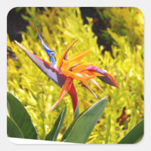Bloemen Vierkant Stickers