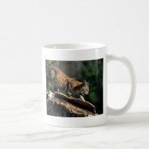 Bobcat, de herfst, ouder katje in boom bekers