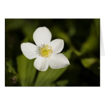 Bokeh de fleur sauvage cartes de vœux