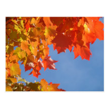 Bomen van de Herfst van de Hemel van de briefkaart Wenskaart