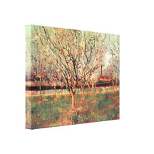 Boomgaard in de Bomen van de Pruim van de Bloesem  Stretched Canvas Afdrukken