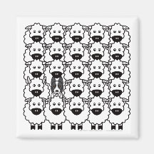 Border collie Lisse-Enduit chez les moutons Aimant