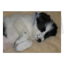 border collie puppy kaarten
