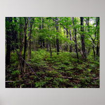 Bos Posters