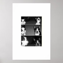 Boston Terrier Afdruk