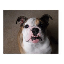 Bouledogue anglais carte postale