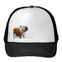 Bouledogue de sourire casquettes de camionneur