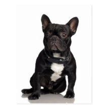 Bouledogue français carte postale
