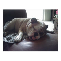 Bouledogue somnolent carte postale