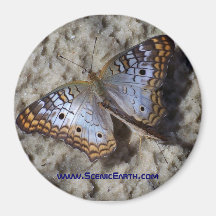 Bouton d'aimant de réfrigérateur de papillon de mo