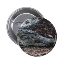 Bouton d'alligator américain badges