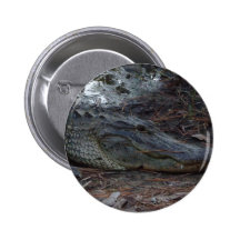 Bouton d'alligator américain pin's