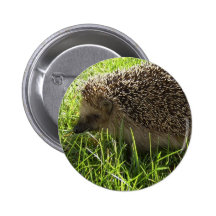 Bouton de hérisson pin's