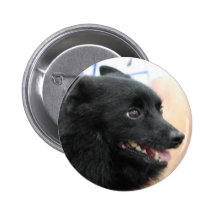 Bouton de Schipperke Badges