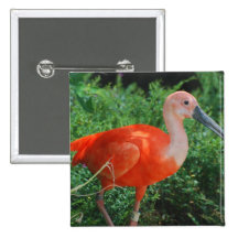 Bouton d'IBIS d'écarlate Badges