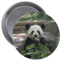 Bouton d'ours panda badges