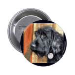 Bouton noir de Labradoodle #1 Badges
