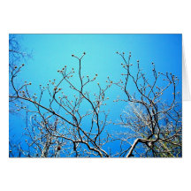 Branches de gomme douce carte