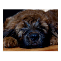 briard puppy wens kaarten