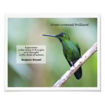 brillant Vert-couronné Photographes