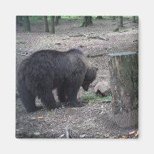 Bruin draag koelkast magneetjes