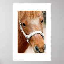 Bruin Pony Print
