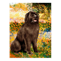 (Bruine) Newfie - Tuin (VG) Wenskaarten