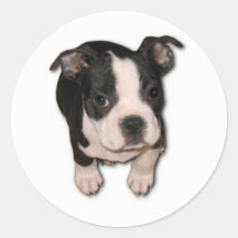 BTpup Adhésifs