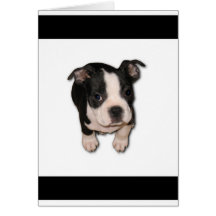 BTpup Kaarten