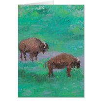 Buffalo de Golden Gate Park