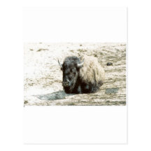 Buffalo de repos cartes postales