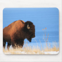 Buffalo d'île tapis de souris