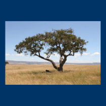 Buffalo sous l'arbre d'acacia posters