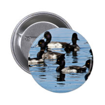 Bufflehead et plus grand fuligule milouinin badge avec épingle